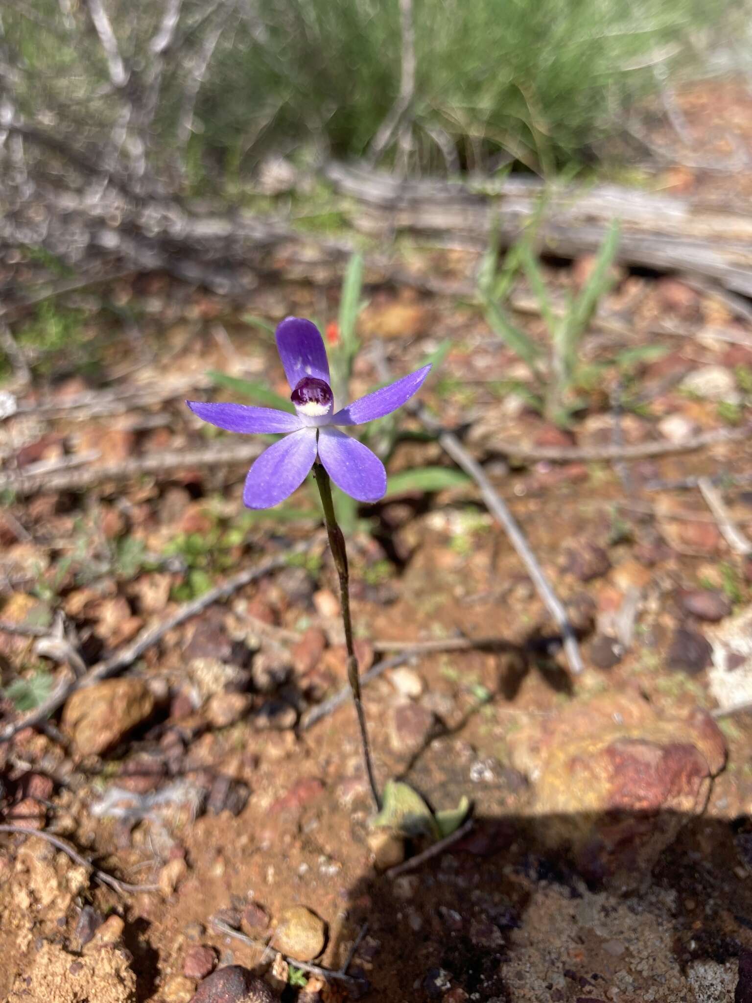 Image of Dainty blue china orchid