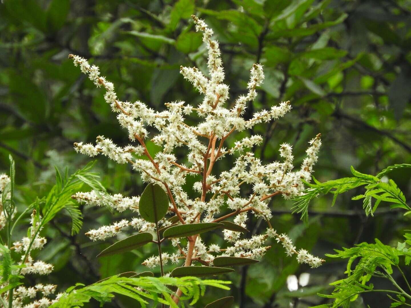 Image of Decatropis bicolor (Zucc.) Radlk.