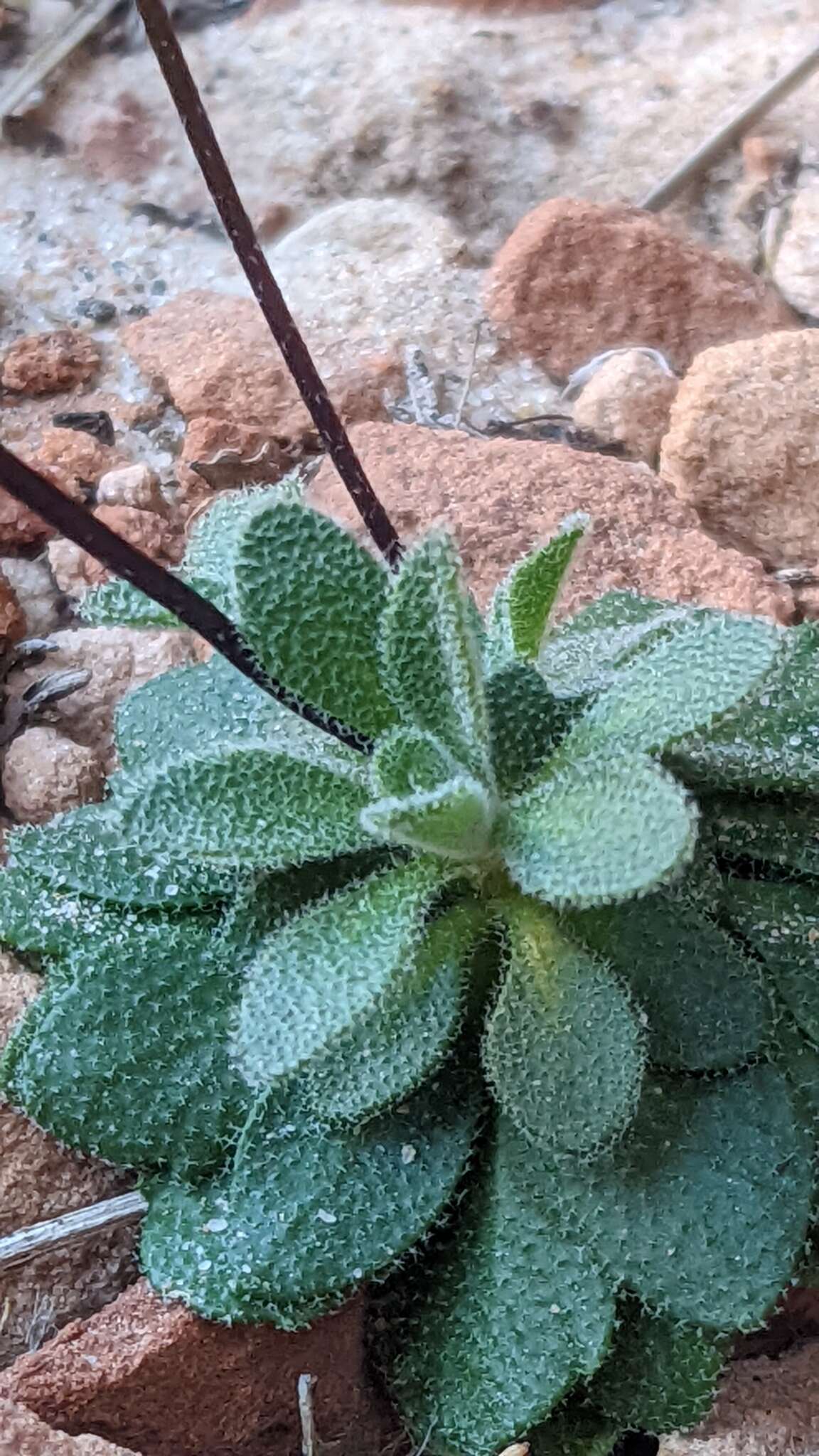 Image de Draba zionensis C. L. Hitchc.