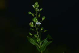 Image of undulate speedwell