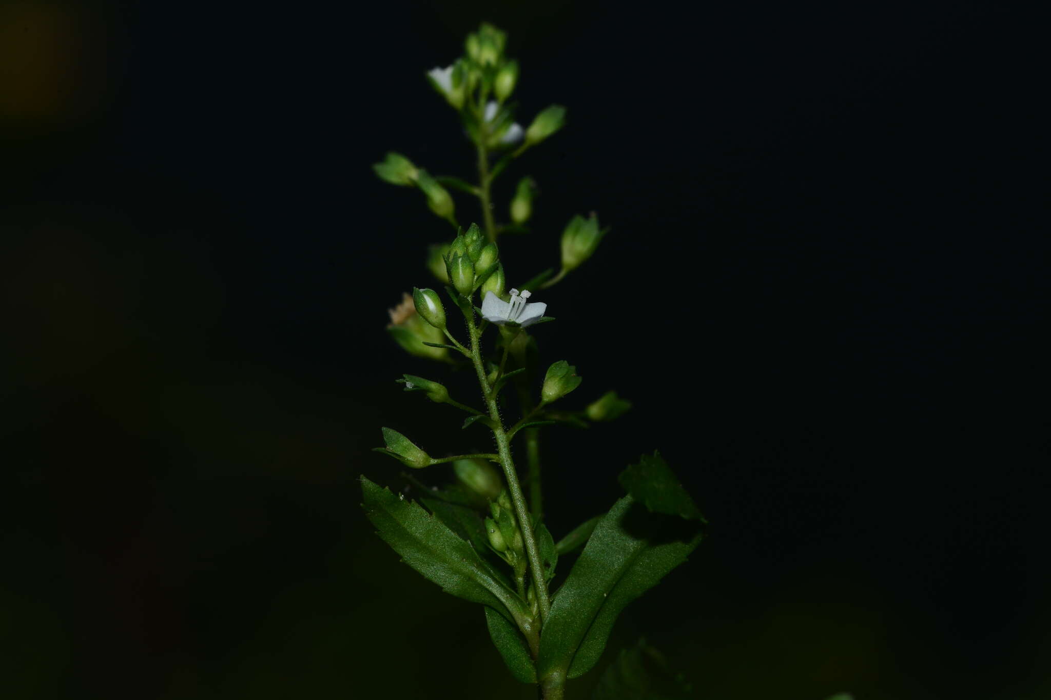 Image of undulate speedwell