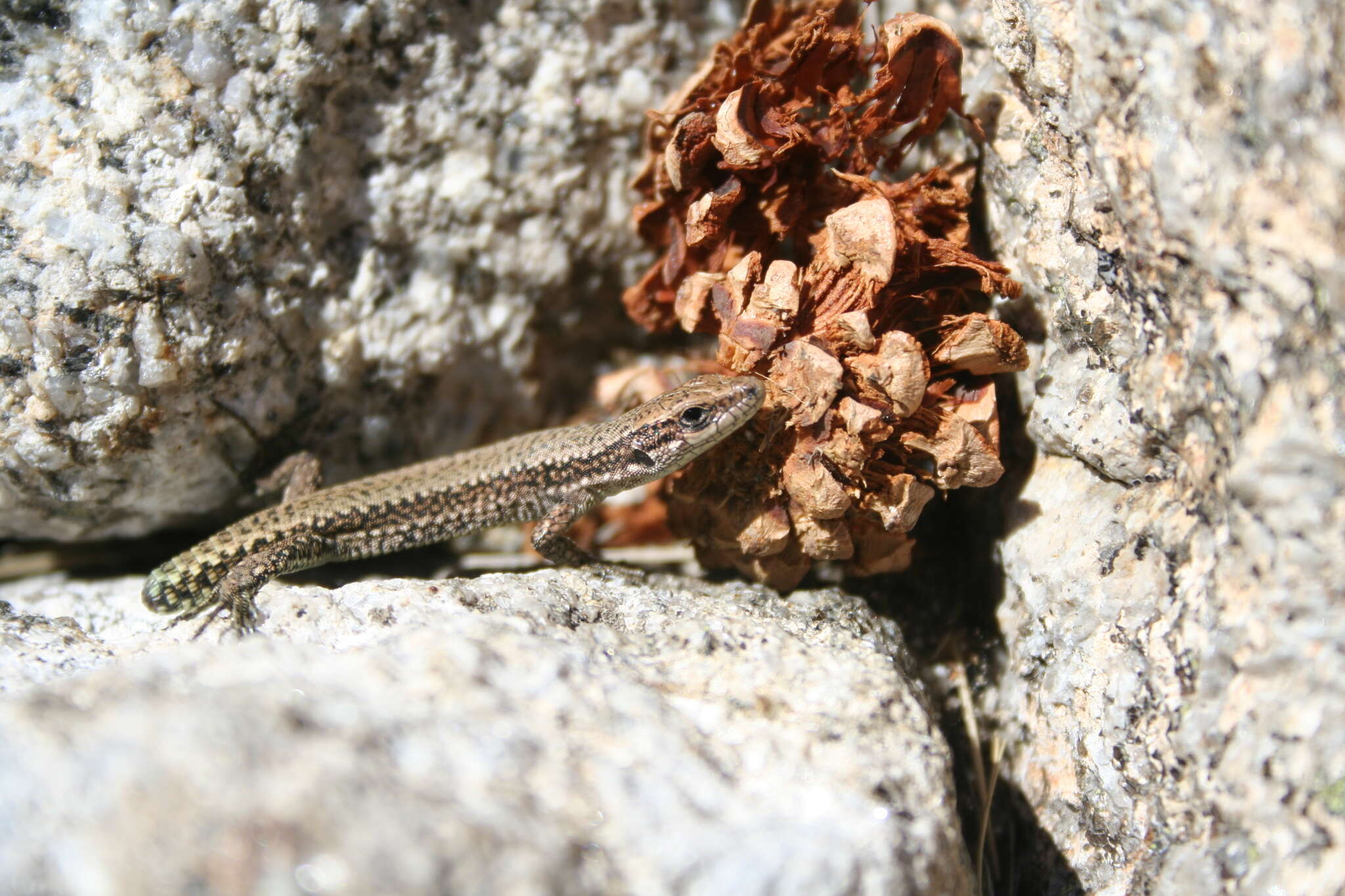 Image of Carpetane rock lizard