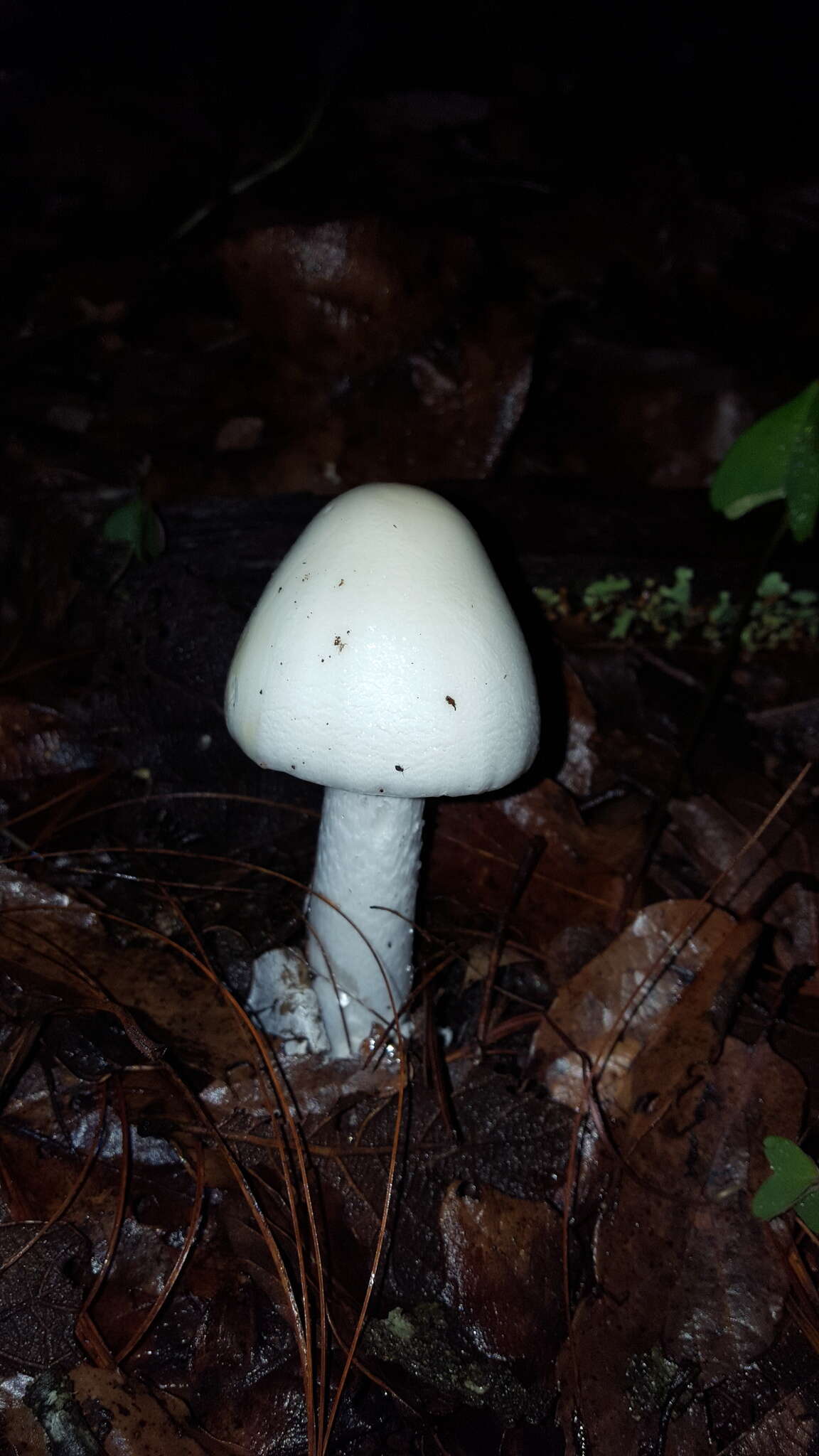 Image of Fool's Mushroom