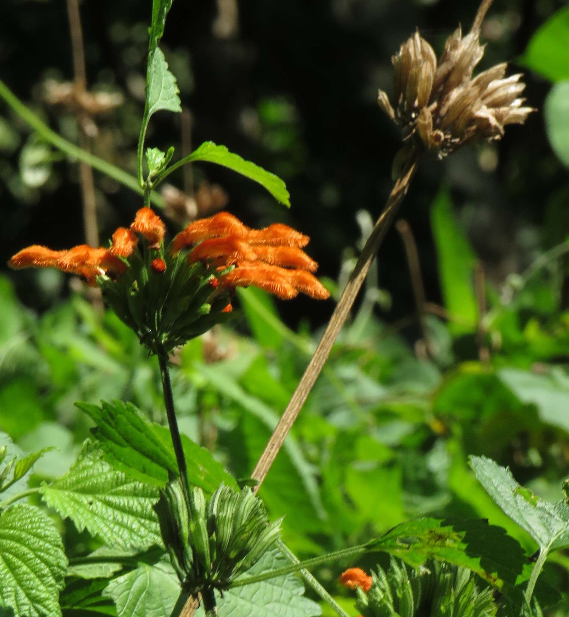 Image of Leonotis ocymifolia var. ocymifolia