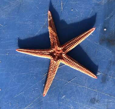 Image of Two-spined sea star