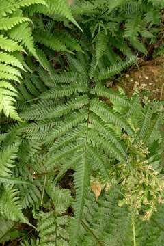 Imagem de Pteris biaurita subsp. fornicata Fraser-Jenk.