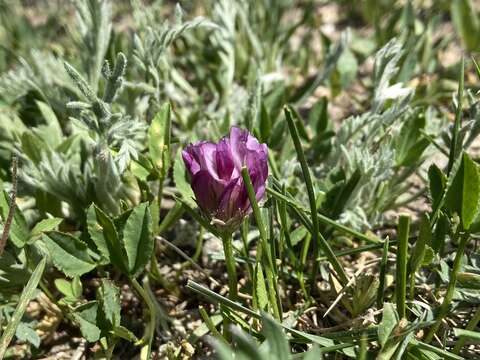 Image of Parry's Clover