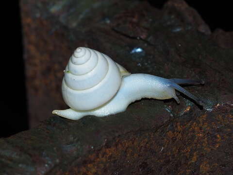 صورة Satsuma albida (H. Adams 1870)