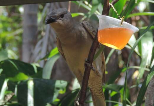 Image of Great Bowerbird