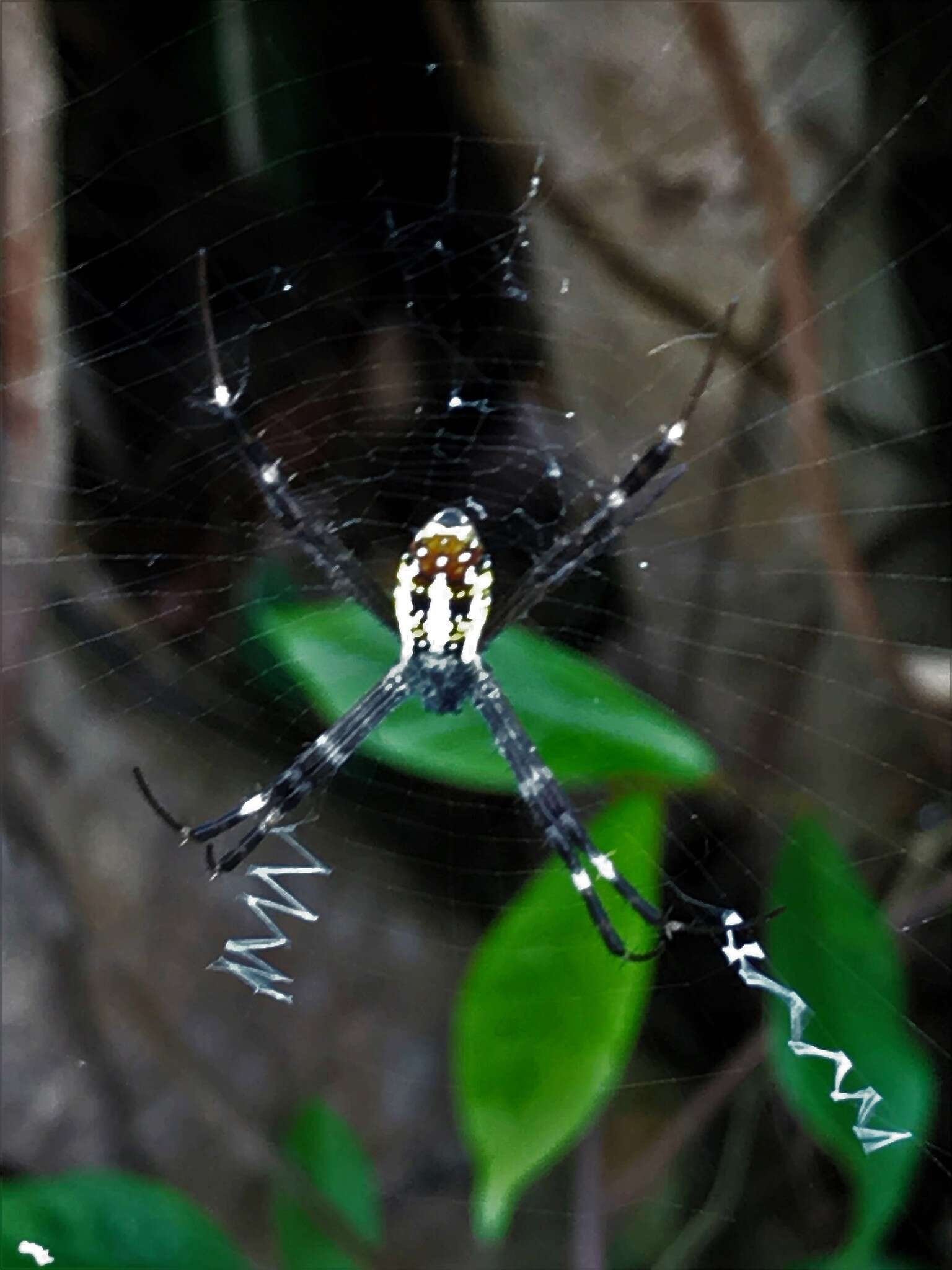 Image of Argiope dang Jäger & Praxaysombath 2009