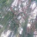 Image of Juniperus flaccida var. poblana Martínez