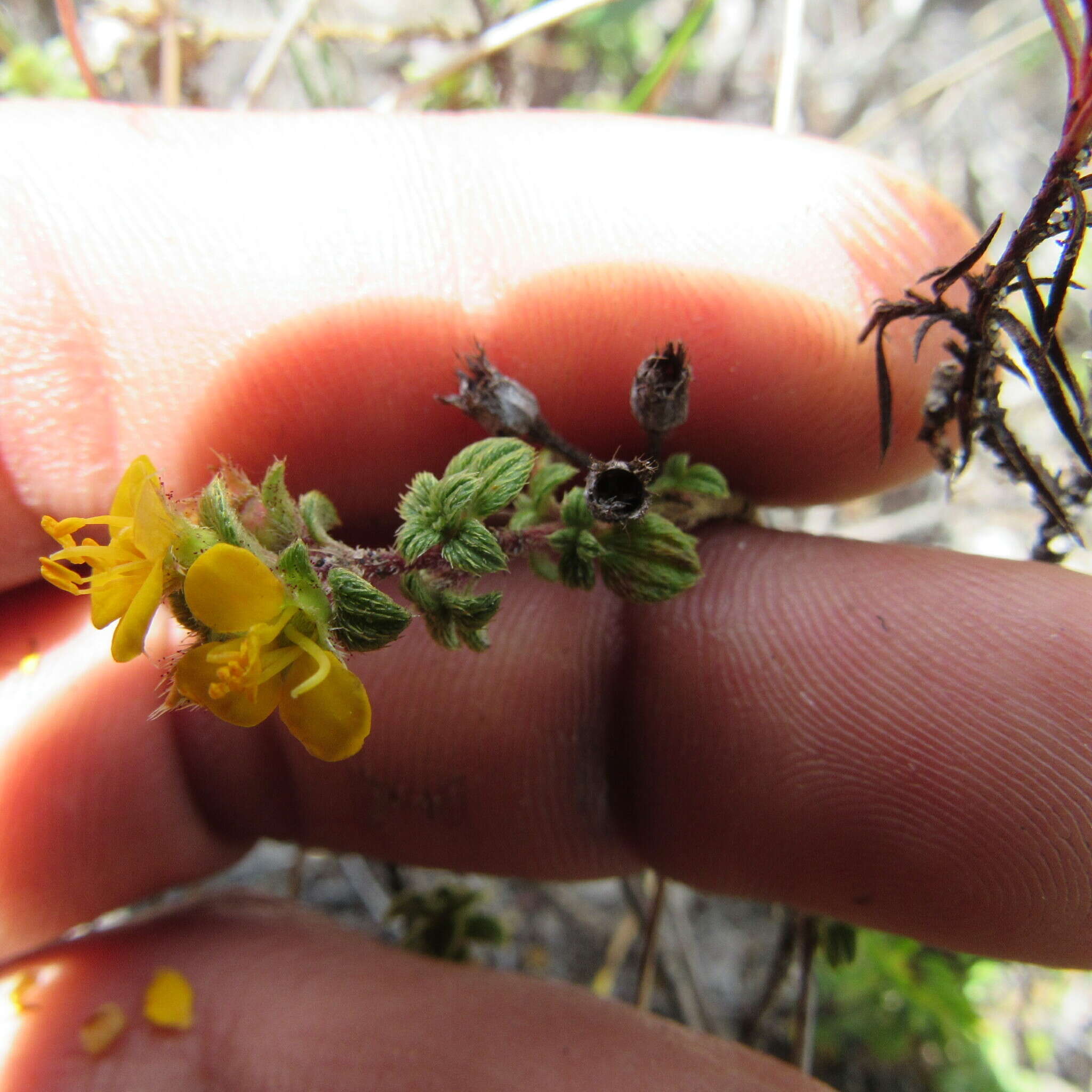 Image of Chaetolepis microphylla (Bonpl.) Miq.