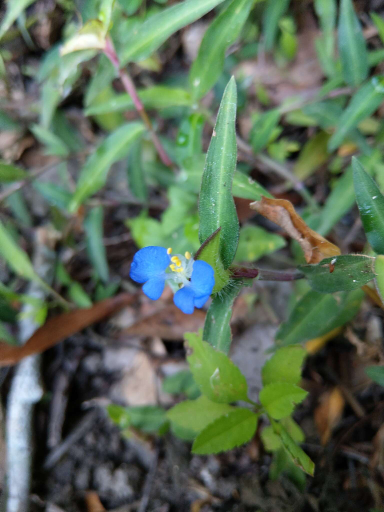 Image of Commelina auriculata Blume