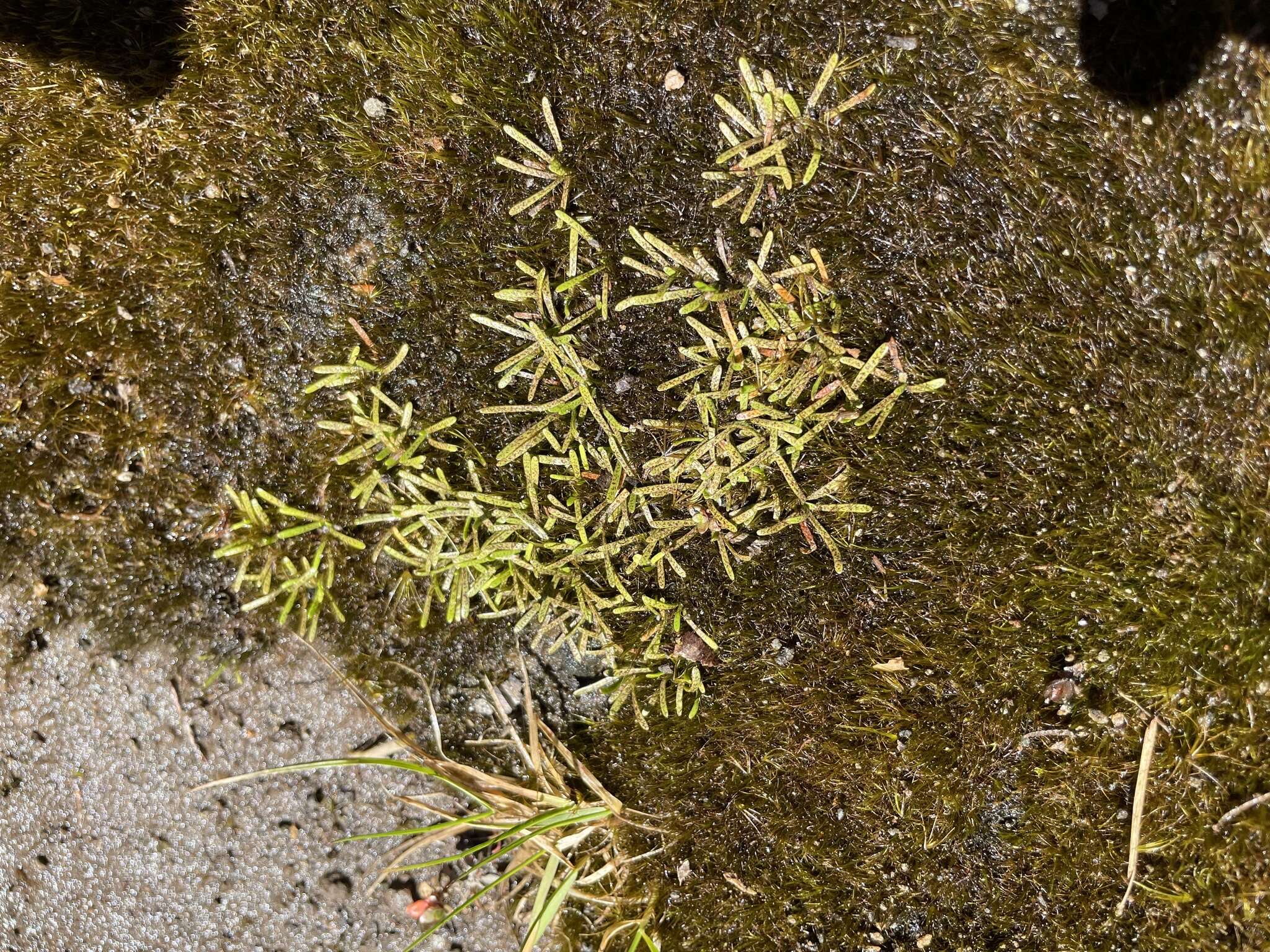 Image of Abrotanella caespitosa Petrie ex T. Kirk