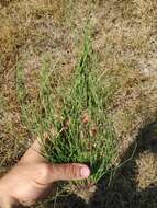 Image of Equisetum ramosissimum subsp. ramosissimum