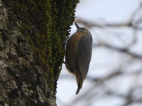 Image of Algerian Nuthatch