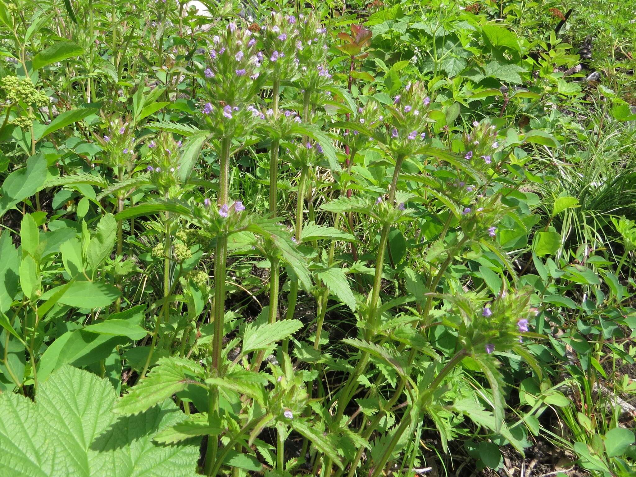 Image de dracocéphale à petite fleur