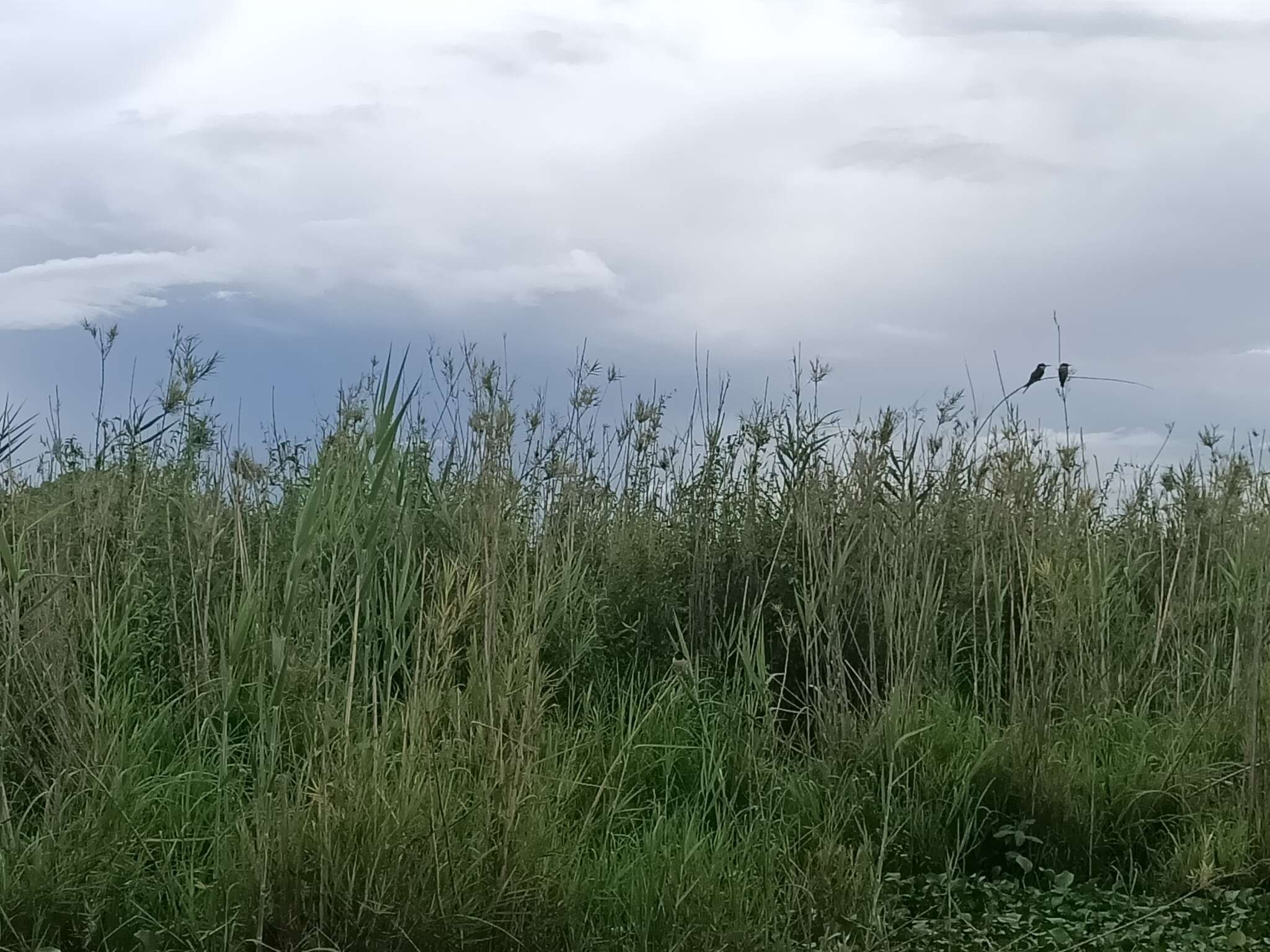 Image of Blue-cheeked Bee-eater