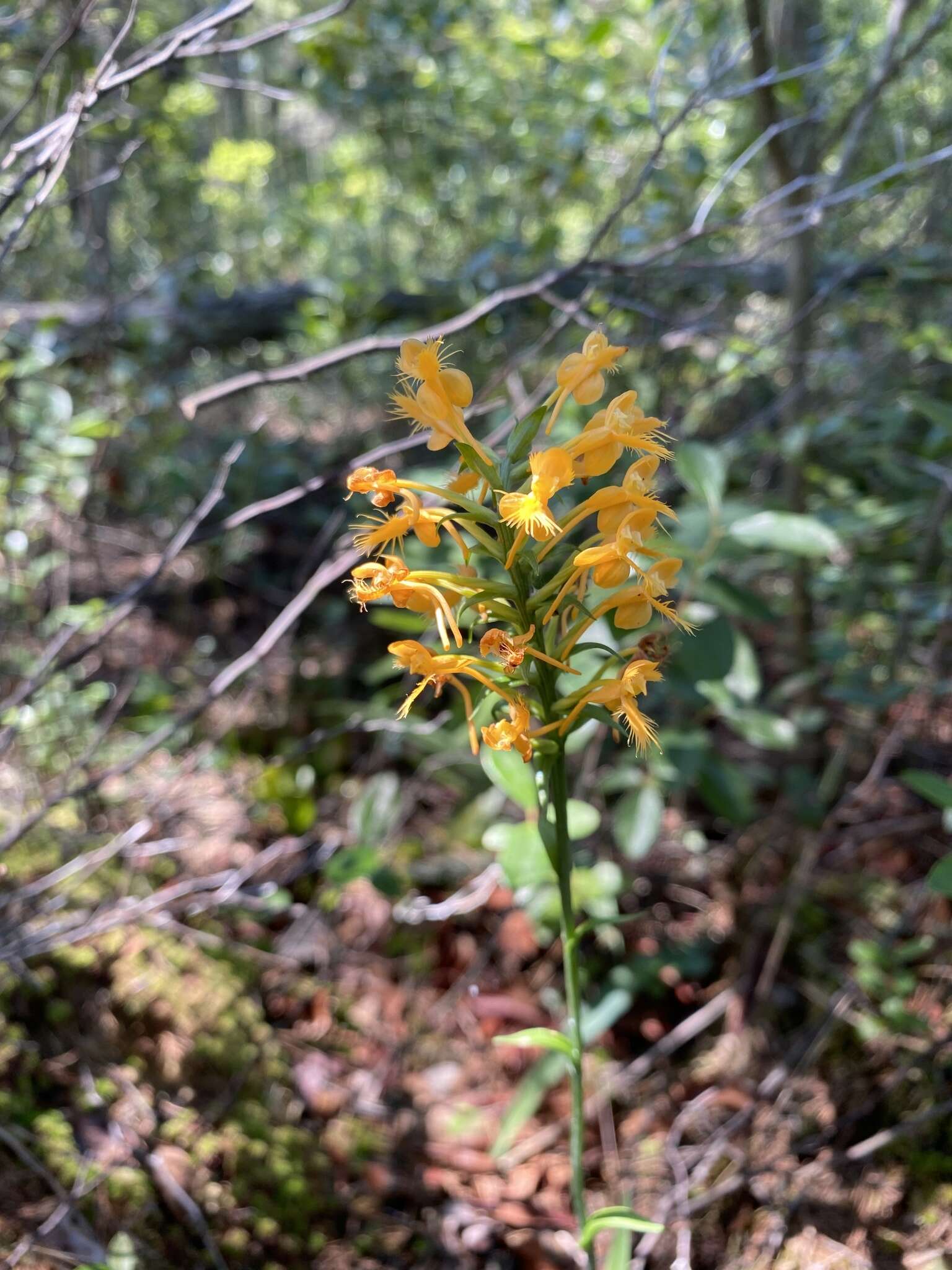 Imagem de Platanthera canbyi (Ames) Luer