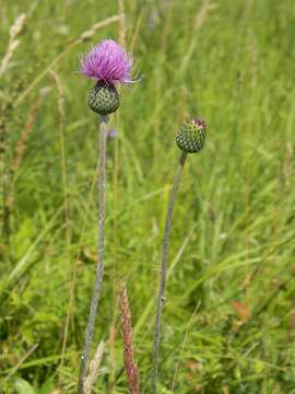 Image of Queen Anne's thistle