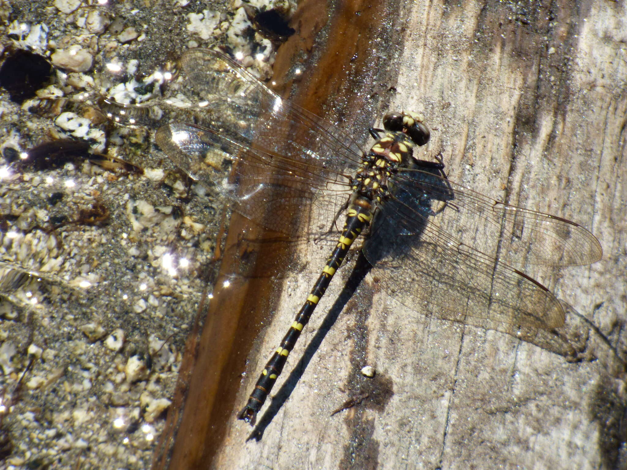 Image of Tanypteryx Kennedy 1917