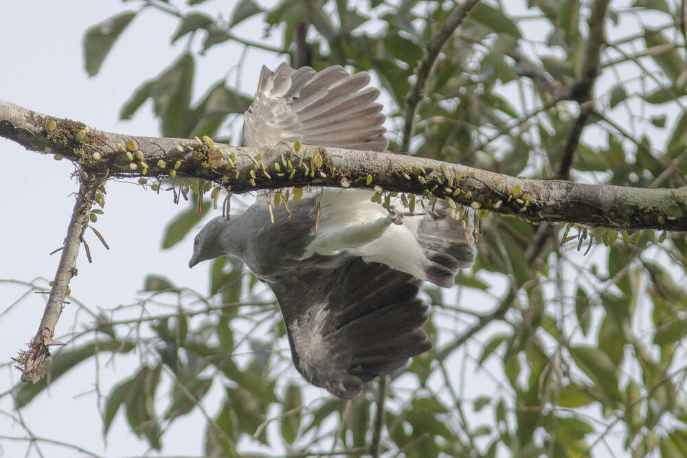 Imagem de Haliaeetus humilis (Müller, S & Schlegel 1841)