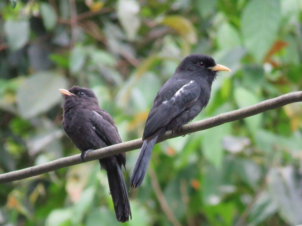 Image of Yellow-billed Nunbird