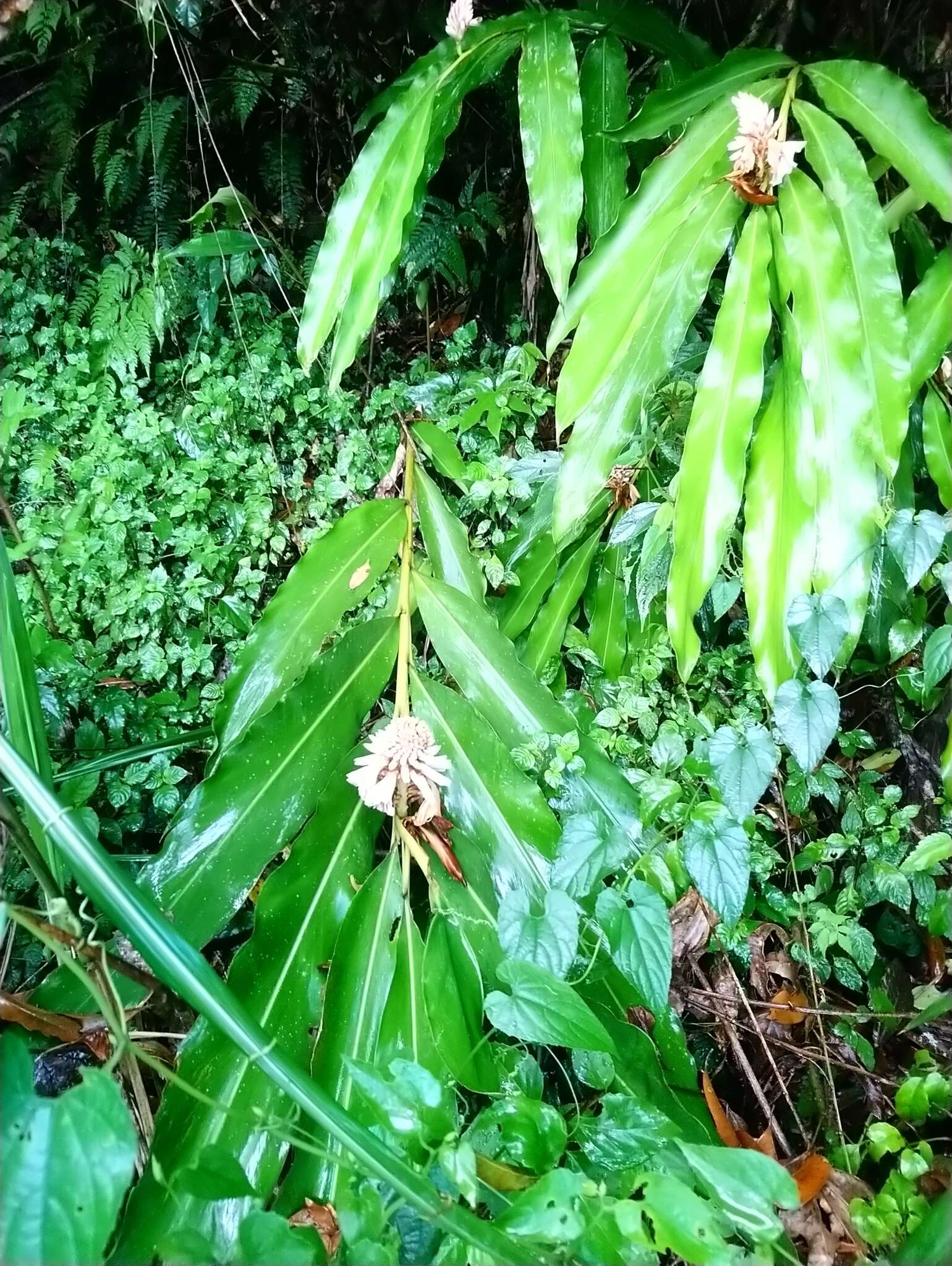 Image of Alpinia shimadae Hayata