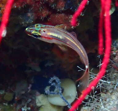 Image of Redspot cardinalfish