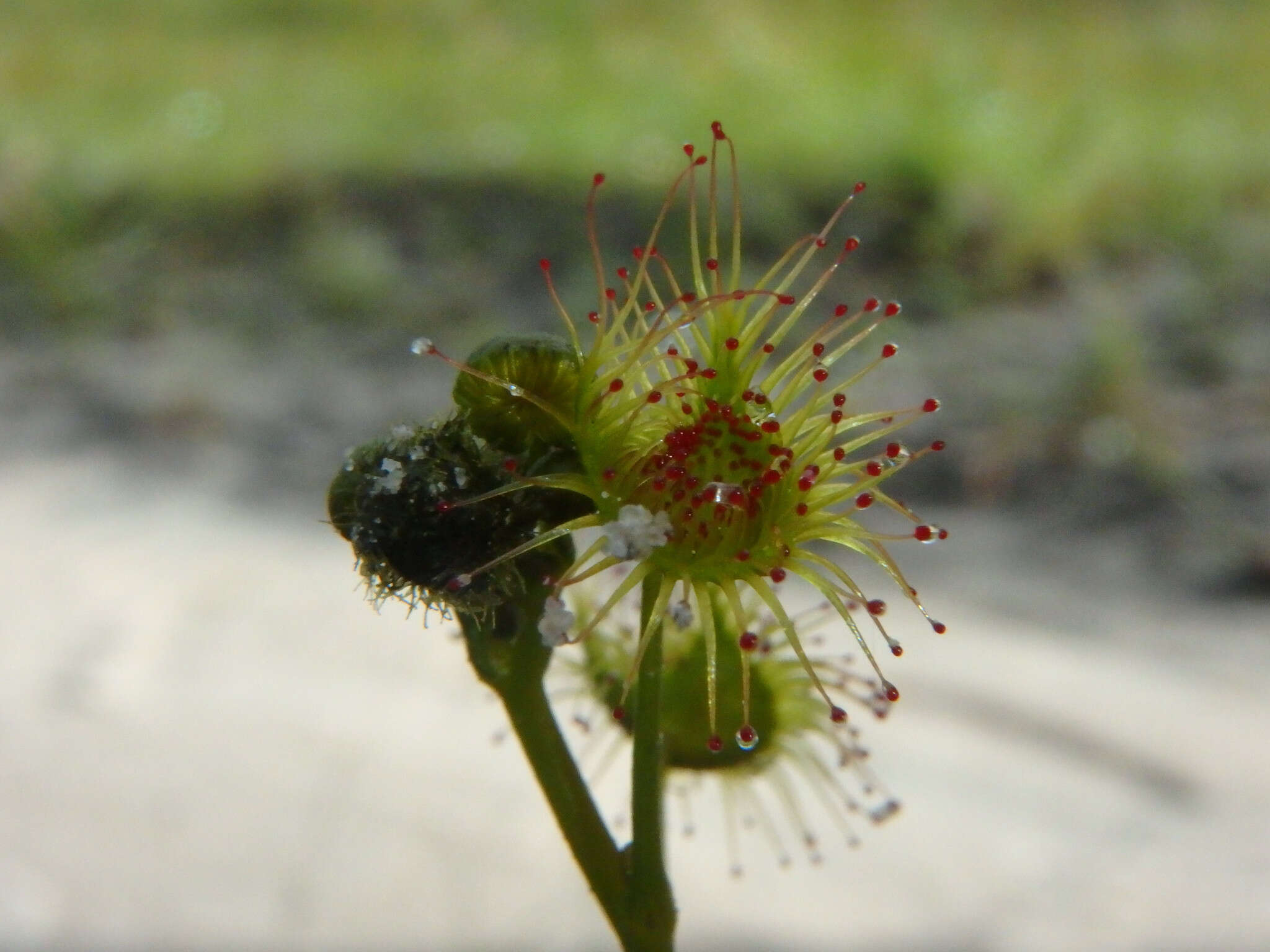 Drosera gunniana的圖片