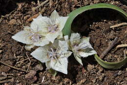 صورة Calochortus westonii Eastw.