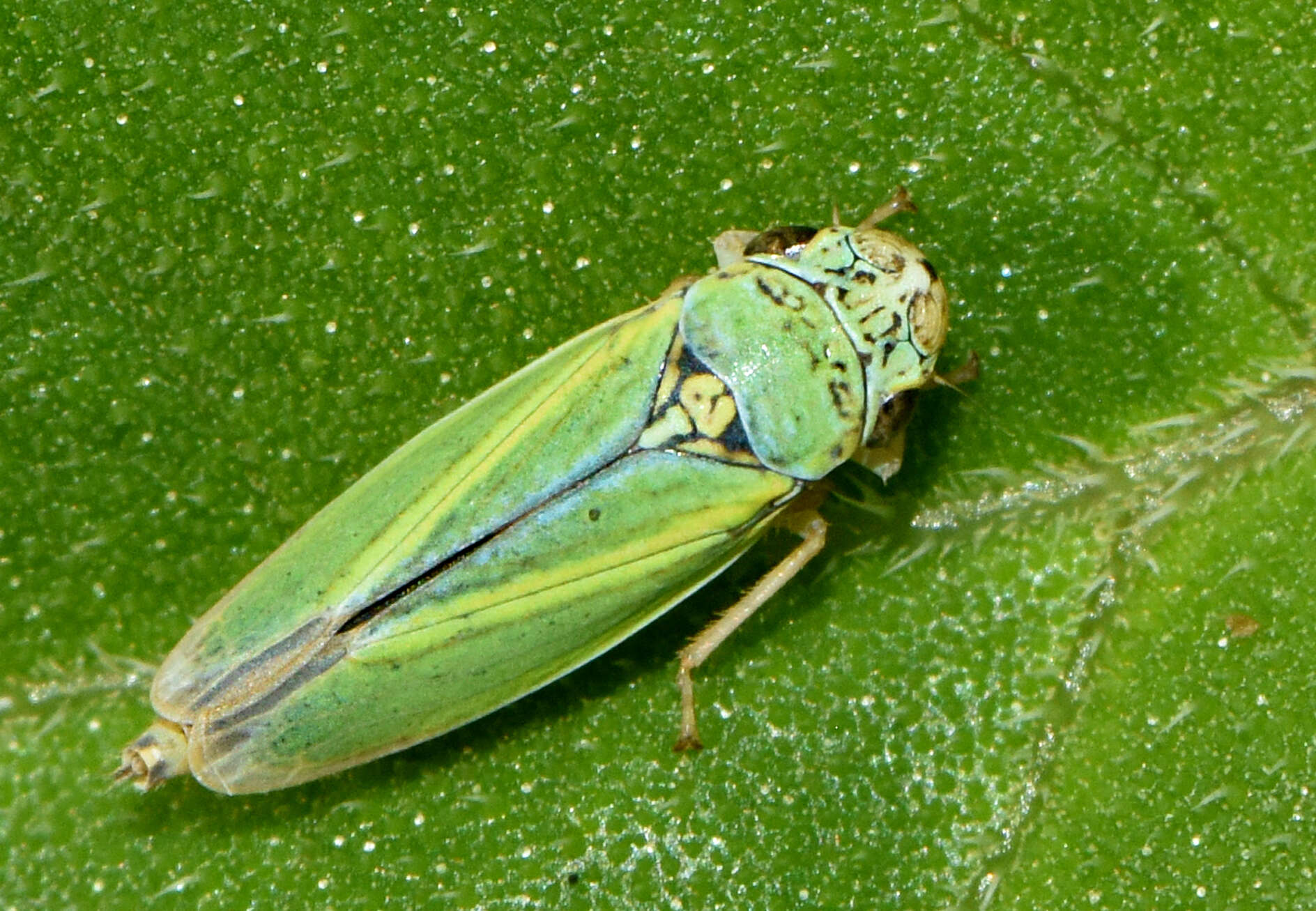 Graphocephala lugubris (Signoret 1854)的圖片