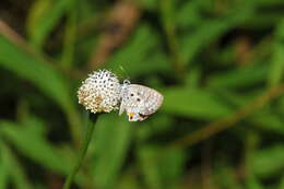 Image of Nickerbean Blue