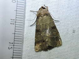 Image of Pale-banded Dart