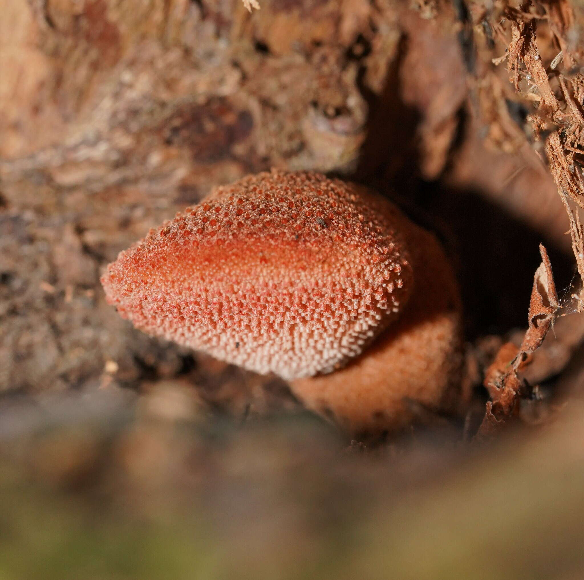 Fistulina spiculifera (Cooke) D. A. Reid 1963 resmi