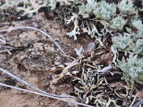 Aeropedellus variegatus (Fischer von Waldheim 1846)的圖片