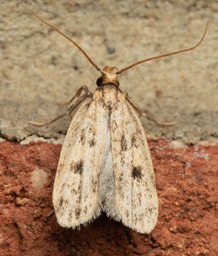 Image of Martyringa latipennis Walsingham 1882