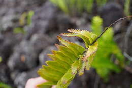 Image de Nephrolepis abrupta (Bory) Mett.