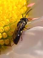 Sivun Hylaeus leptocephalus (Morawitz 1870) kuva