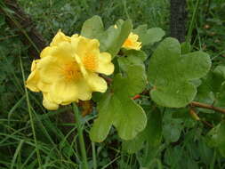 Image of Cochlospermum planchonii Hook. fil. ex Planch.