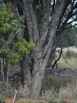 Image of gidgee