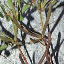 Image of Medicago polyceratia (L.) Trautv.