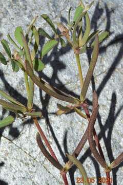 Imagem de Medicago polyceratia (L.) Trautv.