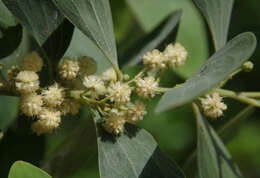 Image of Acacia oraria F. Muell.