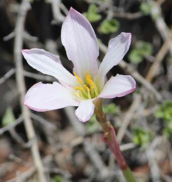 Imagem de Habranthus chichimeca (T. M. Howard & S. Ogden) Flagg, G. Lom. Sm. & Meerow