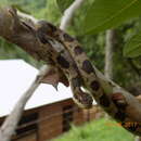 Imagem de Leptodeira splendida ephippiata H. M. Smith & Tanner 1944