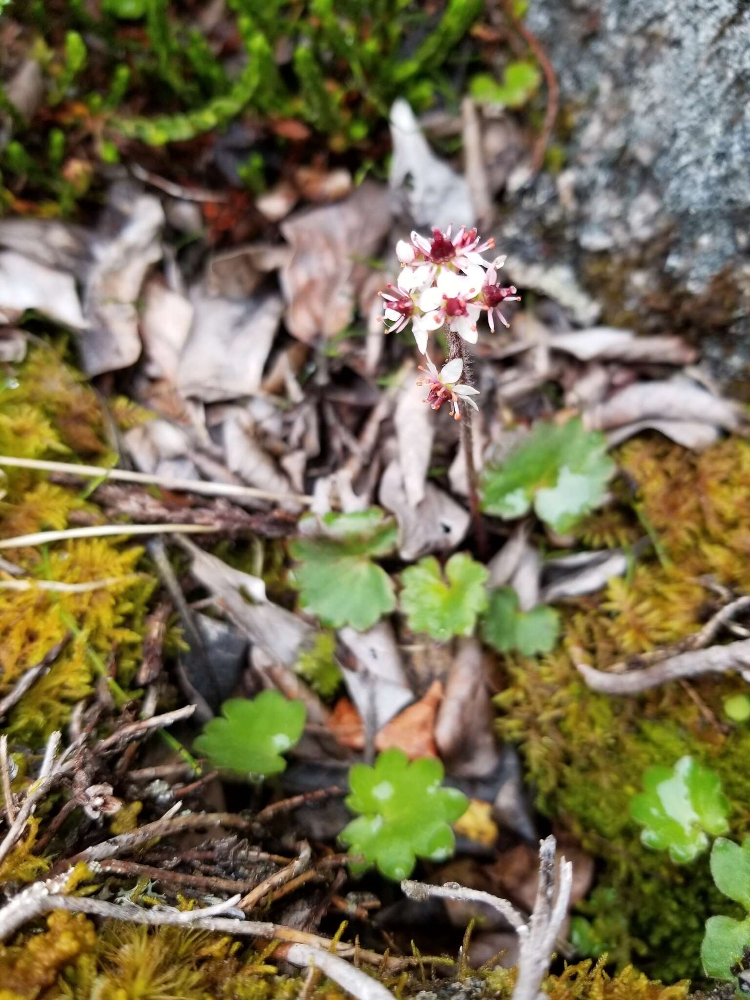 Image of Porsild's Pseudosaxifrage