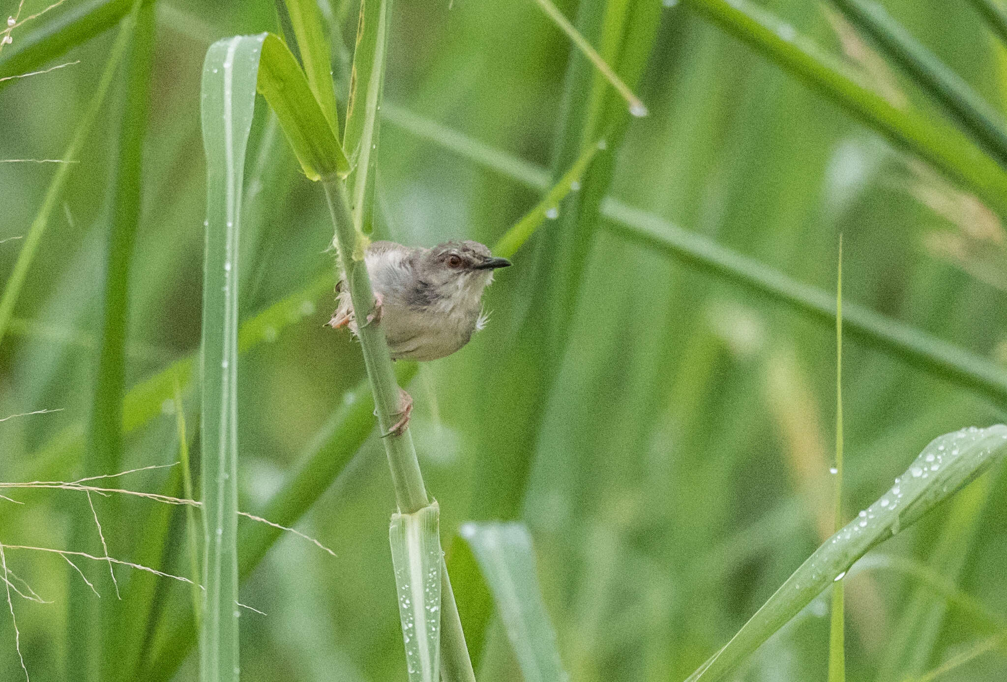Image of Whistling Cisticola