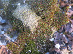 Image of Wright's jaffueliobryum moss