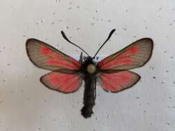 Image of Zygaena brizae Esper 1797